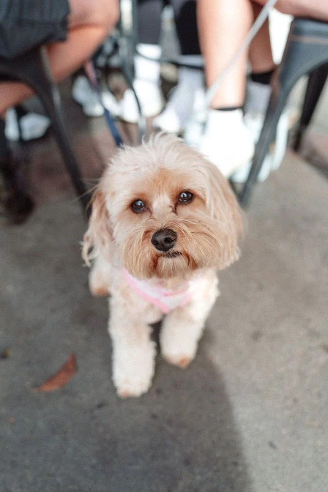A small brown and white dog is sitting on the ground looking at the camera.